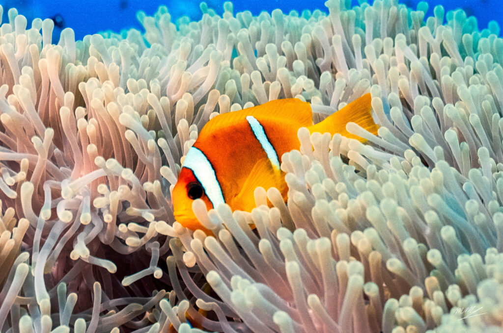 Clown Fish