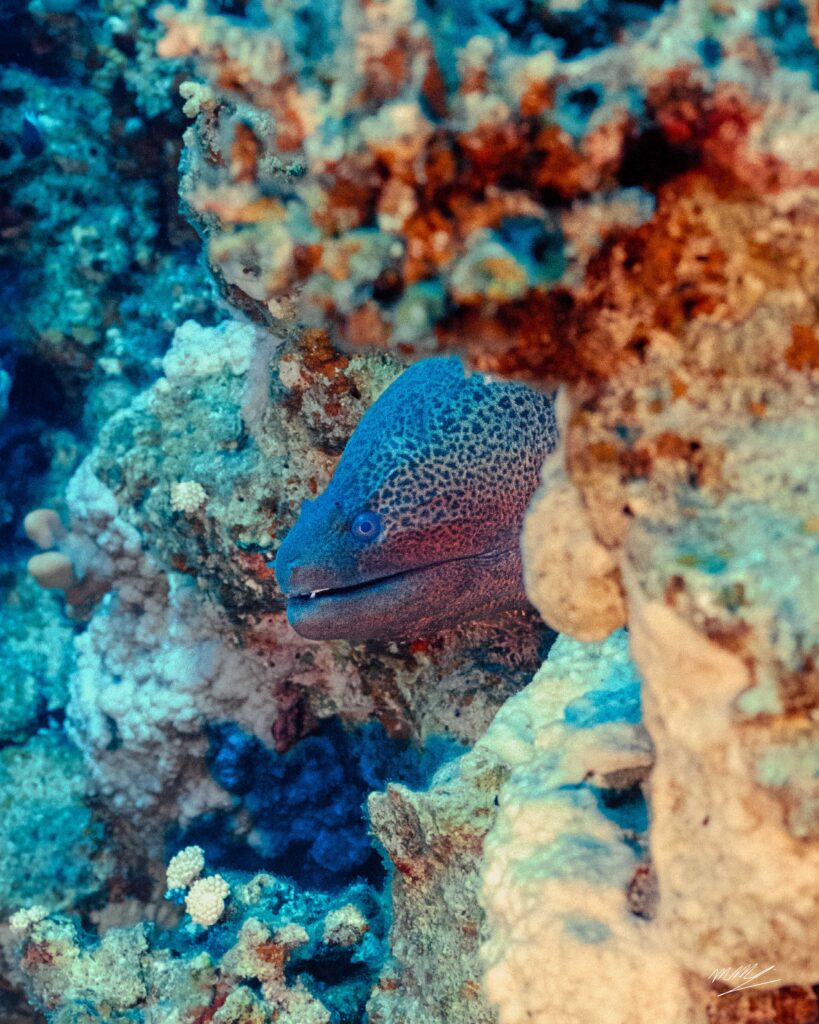 Moray Eel