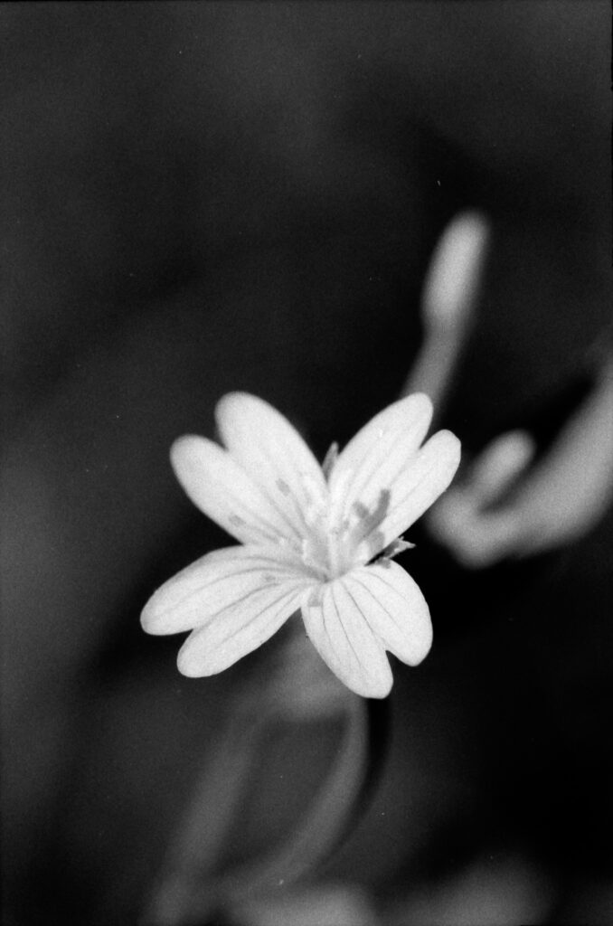 a black and white photo of a small, four-petalled flower surrounded by a dark, blurred background. the flower petals split into two near the tips