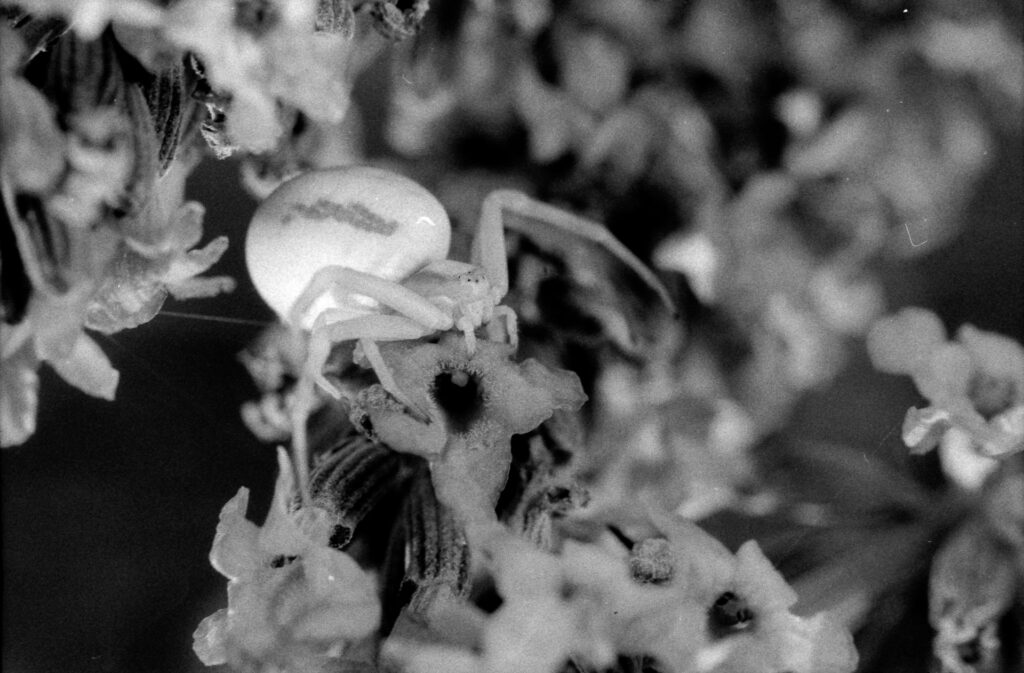 a macro black and white image of a white flower crab spider, facing to the right of the frame, sitting on the flowers of a lavender plant