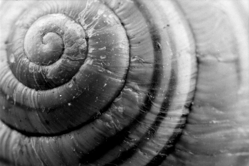 a very close black and white image of a snailshell. just the middle of the shell is visible,with the spiral moving across the frame. the centre of the spiral shell is placed at the top left of the frame, with the increasingly wide segments of the spiral towards the bottom right