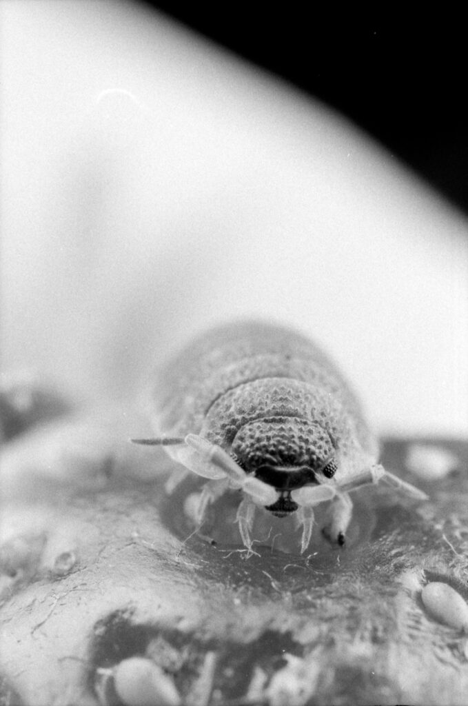 a very close up, black and white photo of a woodlouse, walking across the surface of a strawberry, with its head towards the camera. its eyes and antenna are visible