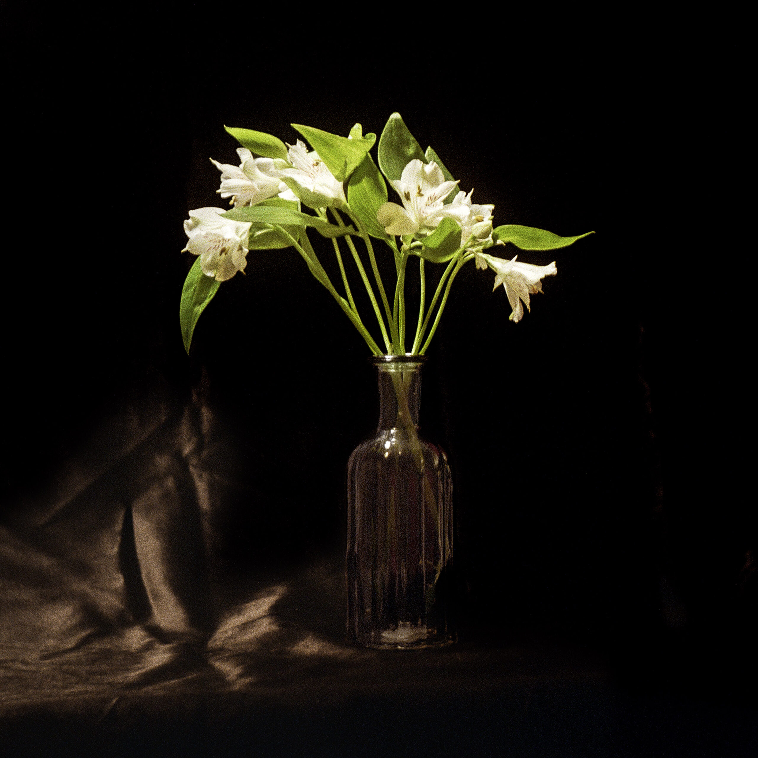 Alstroemeria floral photograph.