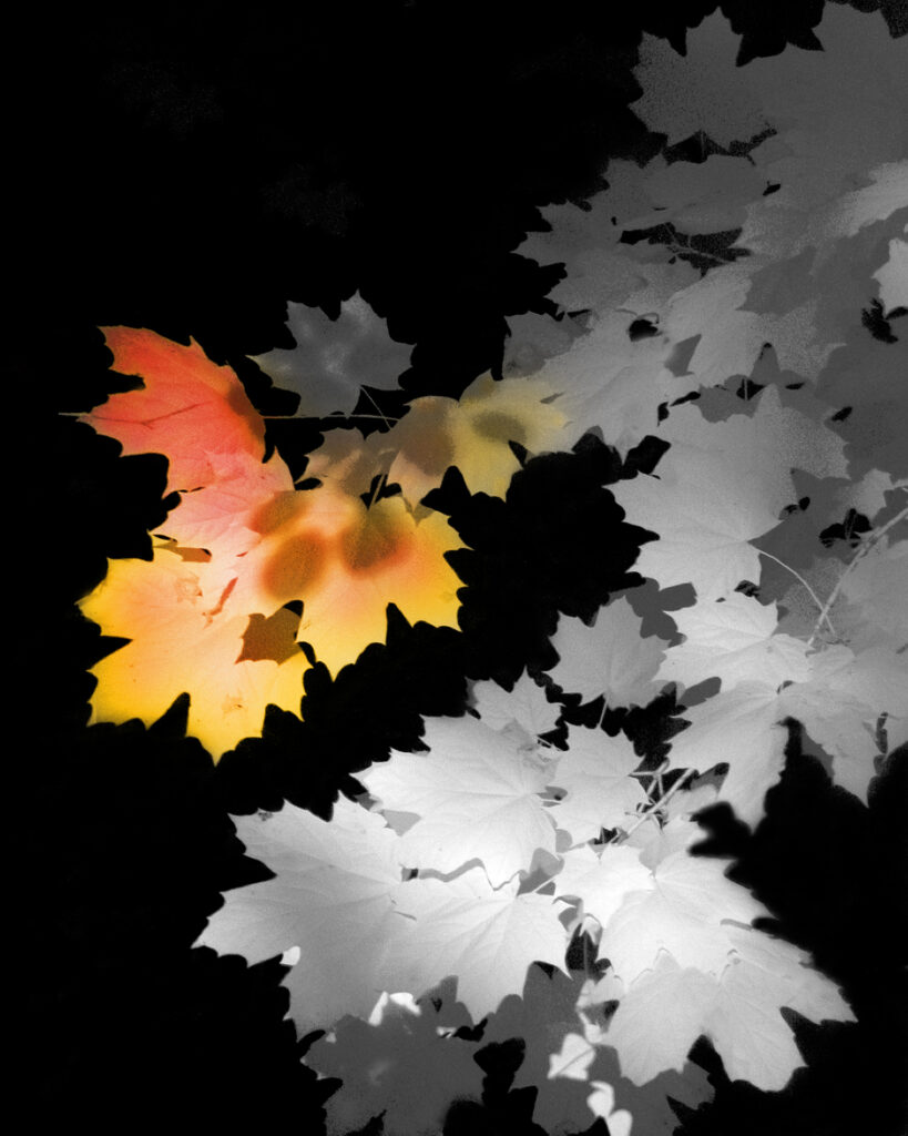 A digital-infrared photo of maple leaves colorized to depict the coming of fall.