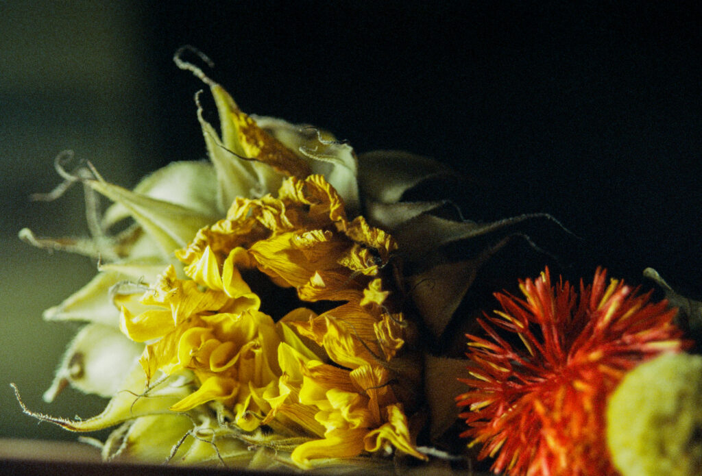 Photo of a wilted Sunflower.