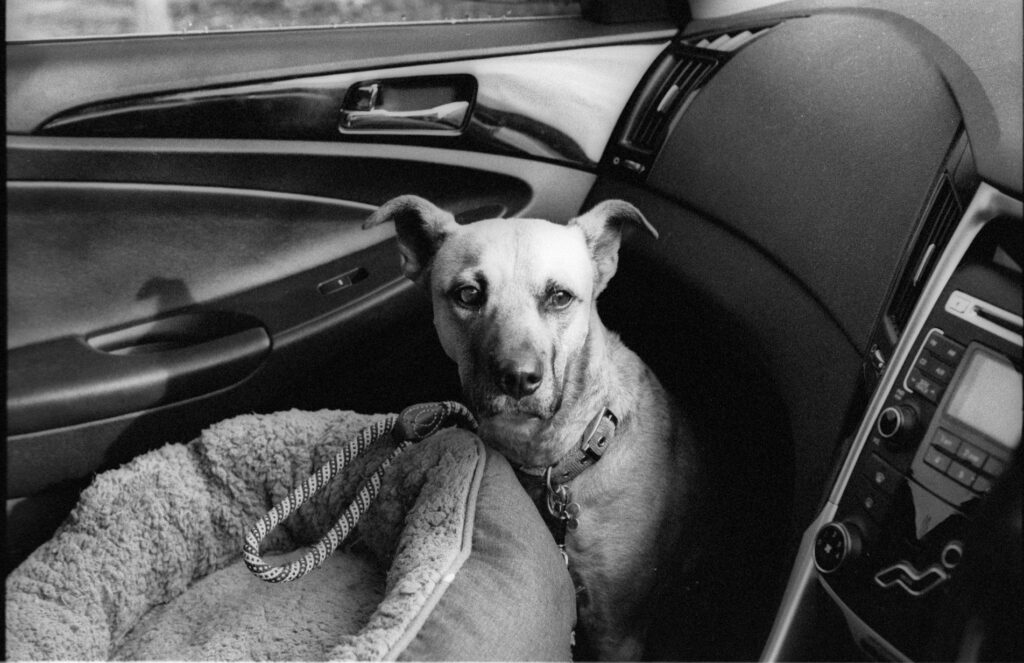 Our kelpie x staffy, looking concerned about being in the car