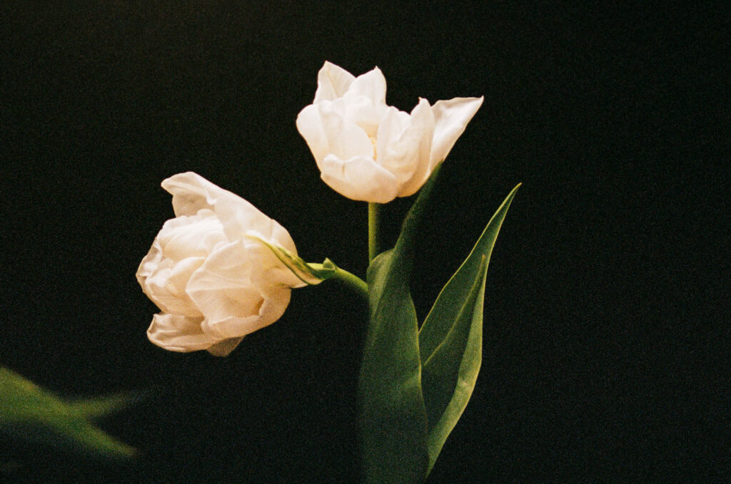 Photo of two white Tulips.