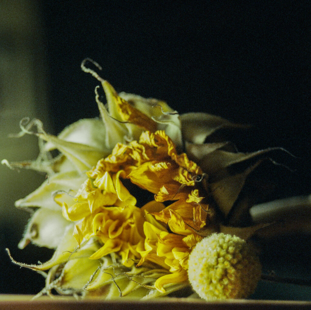 Photo of a wilted Sunflower.