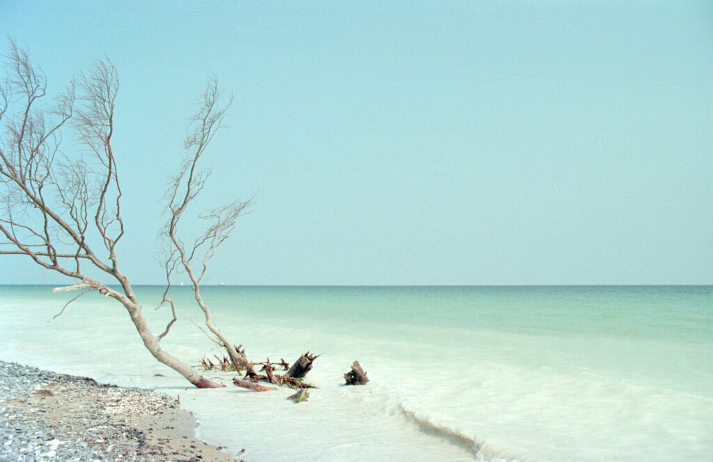 The beach of Møns Klint with a tree