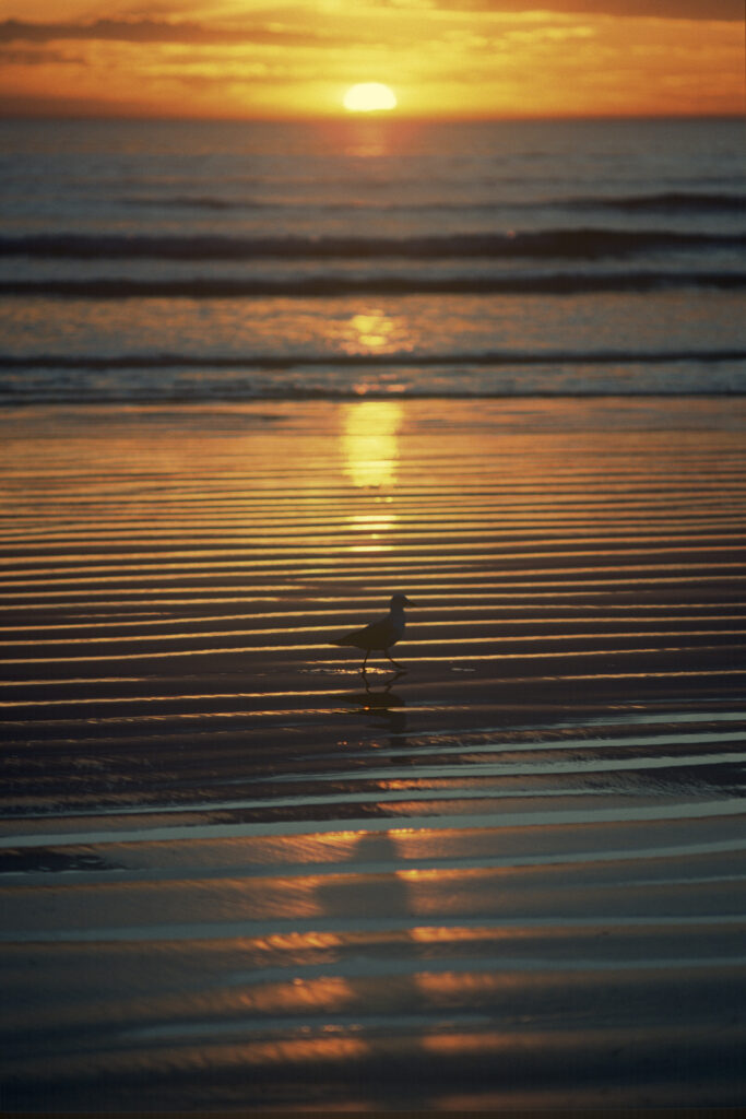 Pacific Gull on the beach at Wamoon