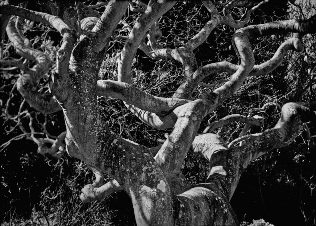 Tree in the Botanic Gardens, Dunedin - Fomapan 400 rated at 100.