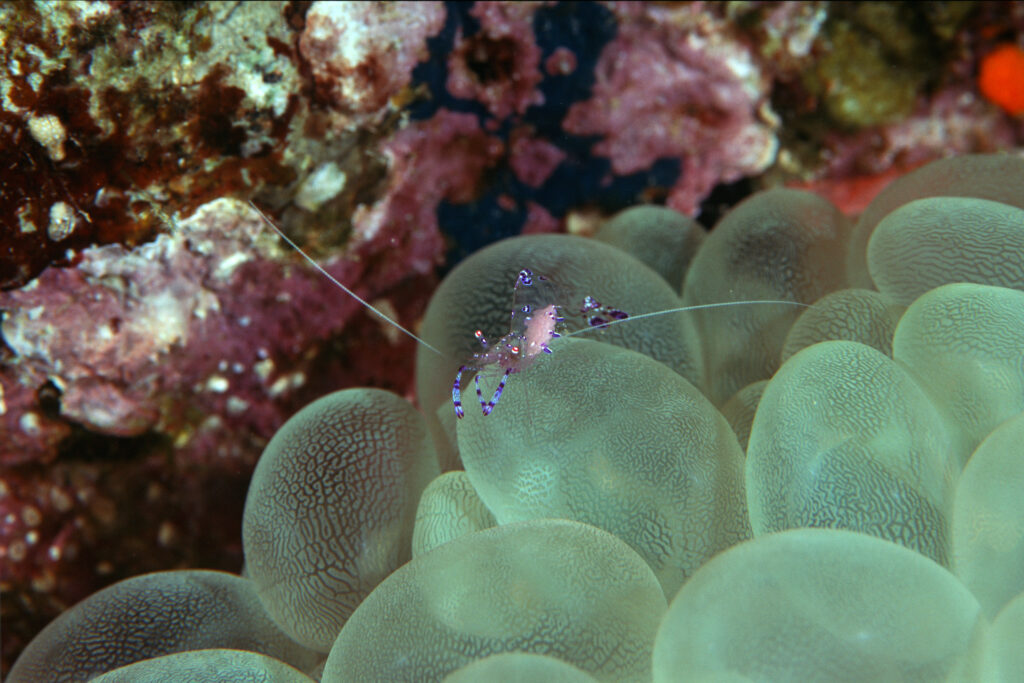 Periclemenes on bubble coral