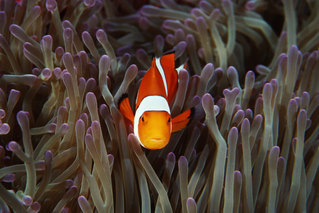 Nemo