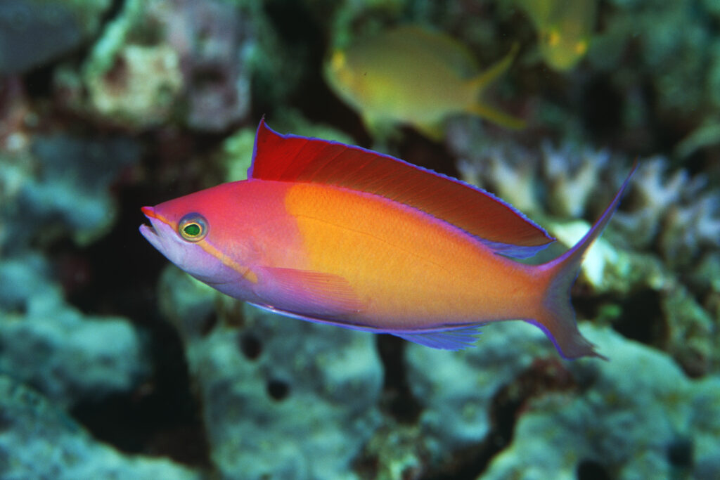 Red-fin Anthias