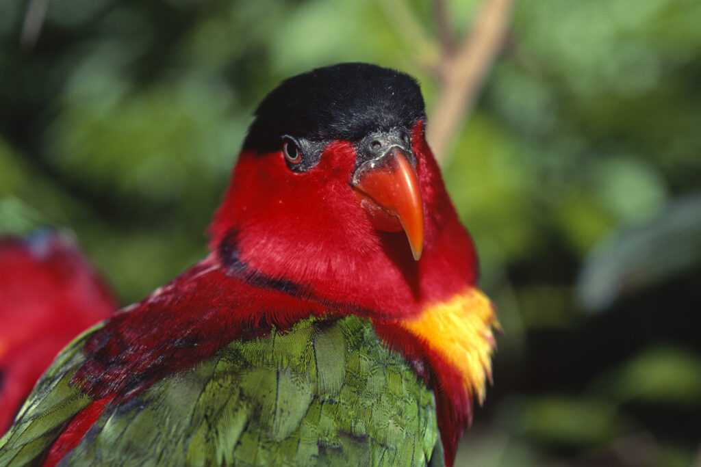 Black-capped Lory, Solomon Islands