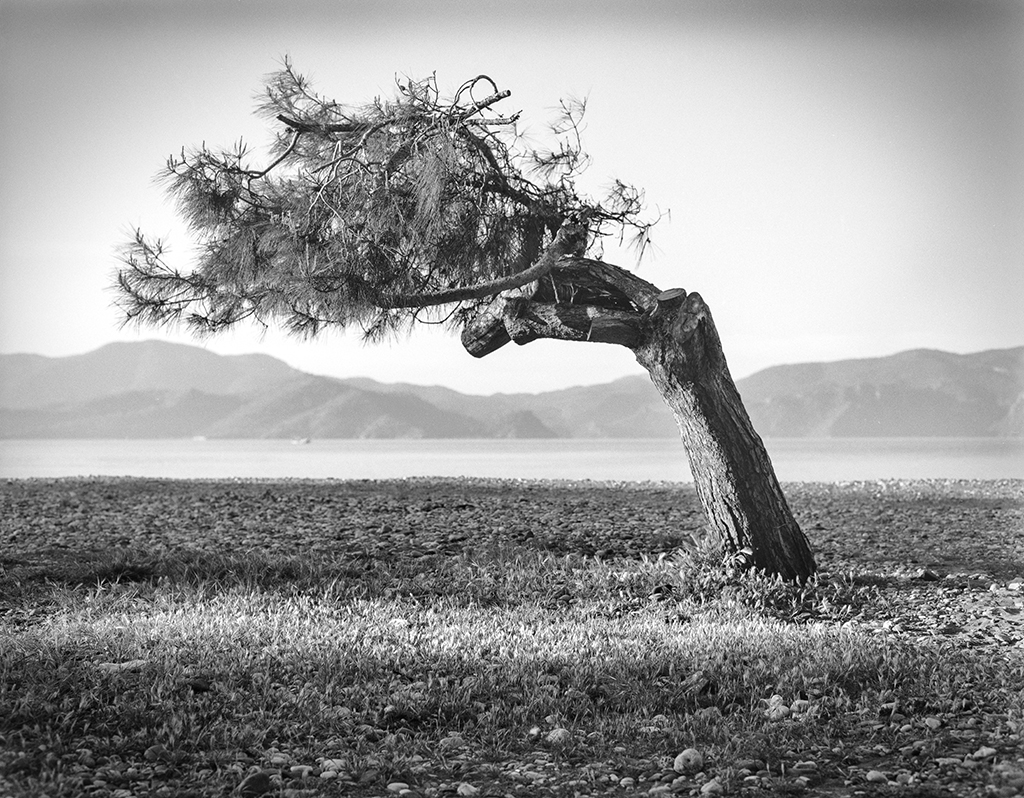 Bent pine tree, Fethiye, Turkey