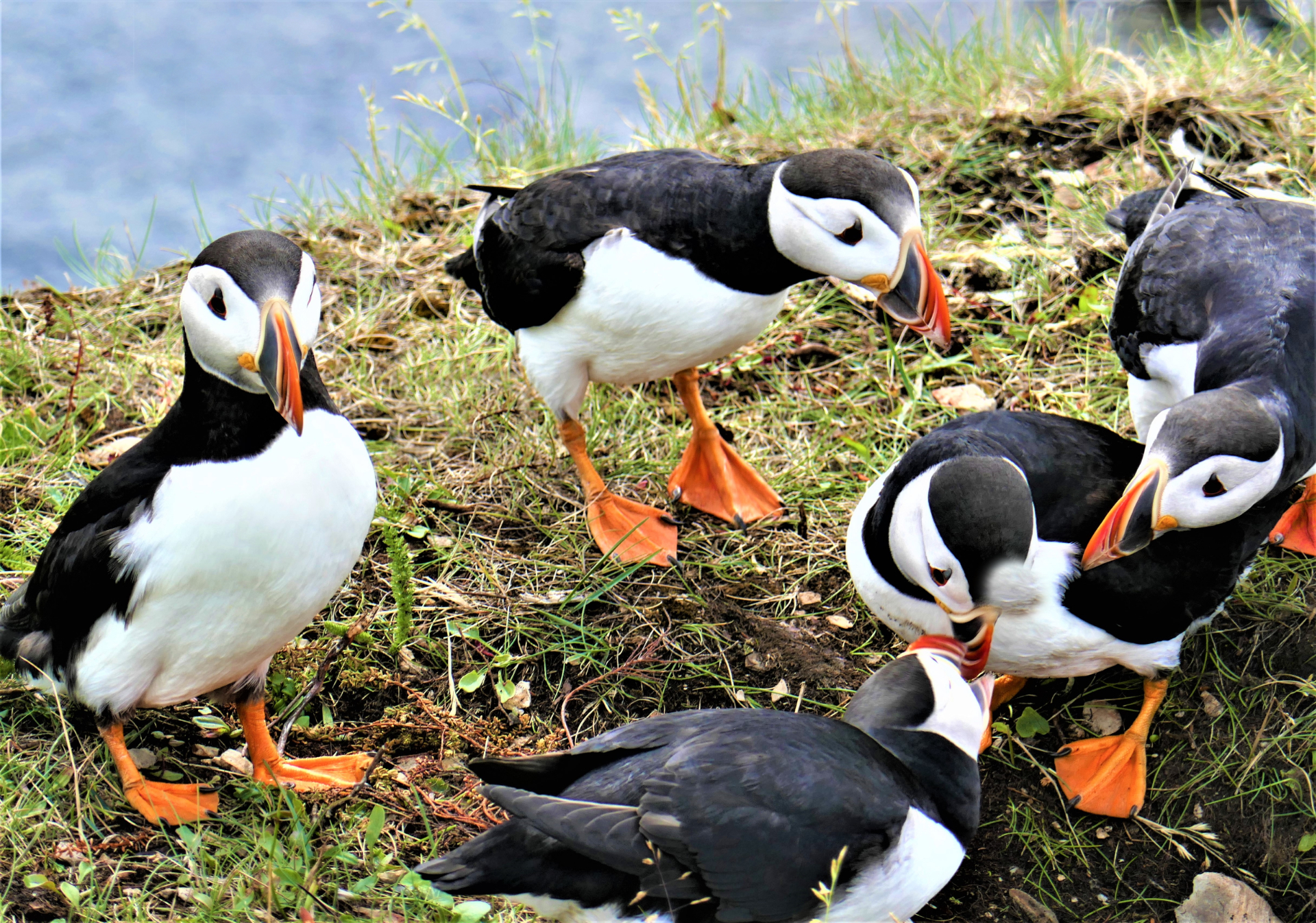 Newfoundland Puffins building a nest