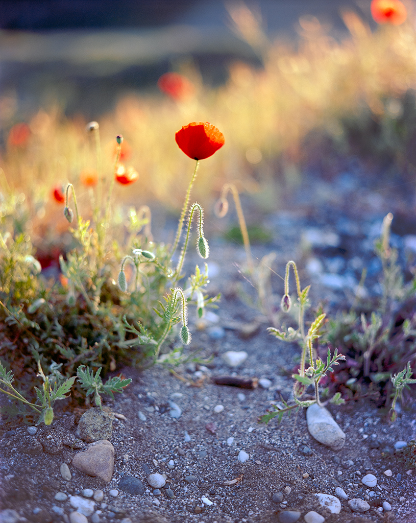 Poppy near Fethiye, Turkey