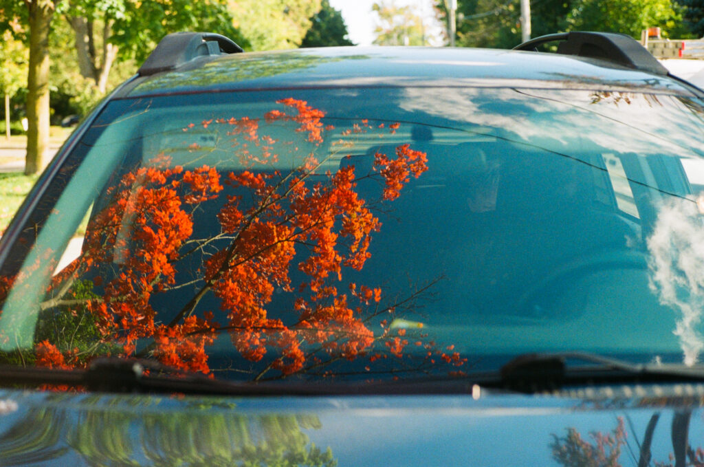 Leaves reflected on car window