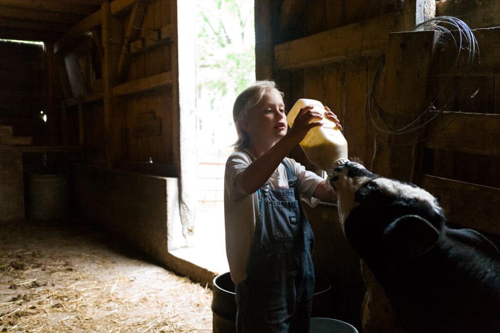 Girl feeding calf