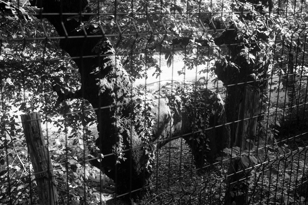 Horseshape tree behind the fence