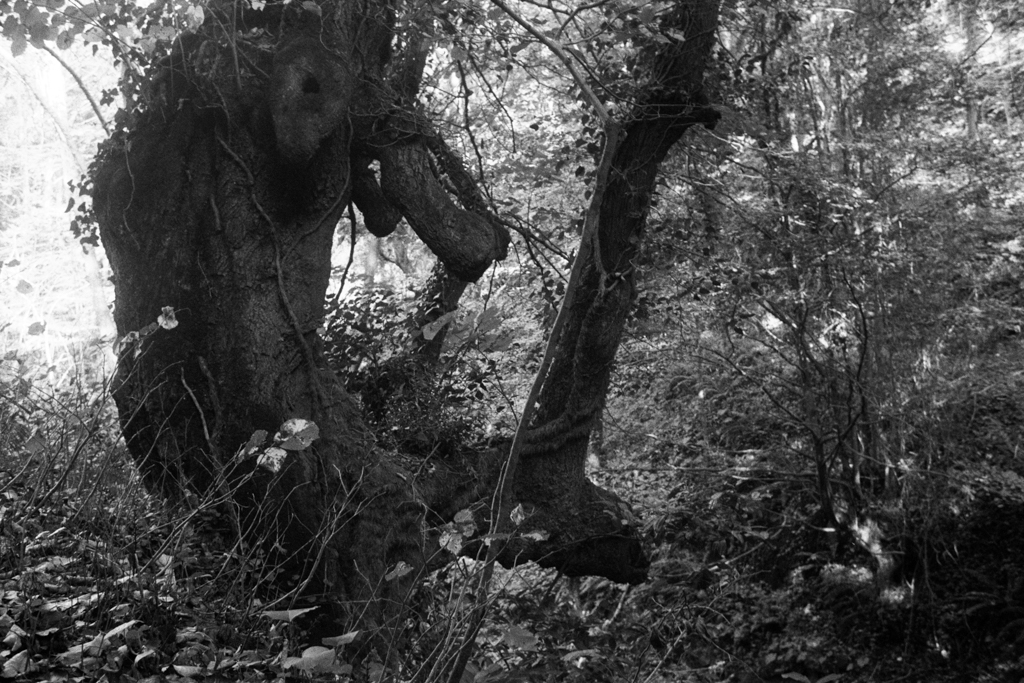 An elderly tree on the path