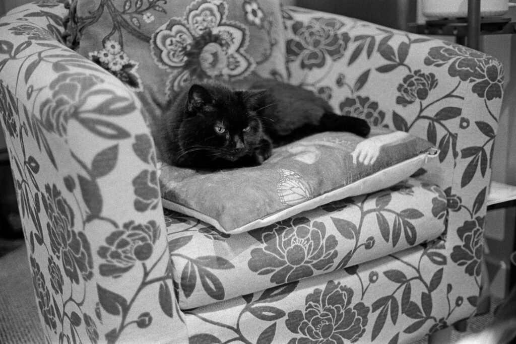 Black and white image of a cat sitting on an armchair