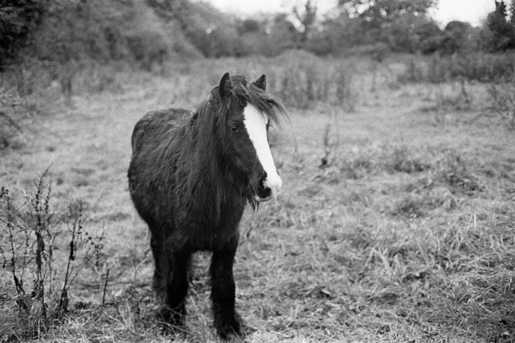 Small horse in a field, shot in black and white.