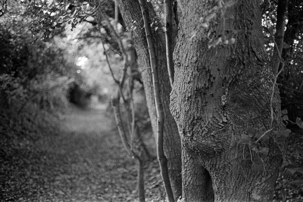 Looking down a tree lined path, shallow depth of field.