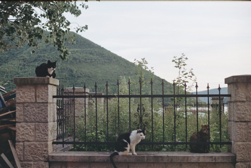 Cats in Perast