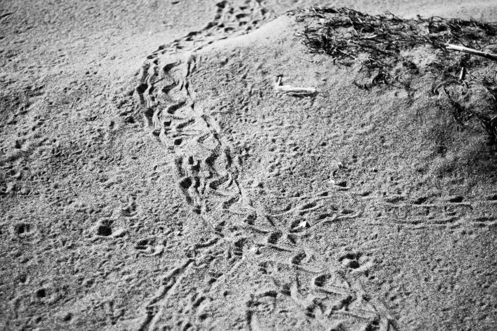 turtle tracks