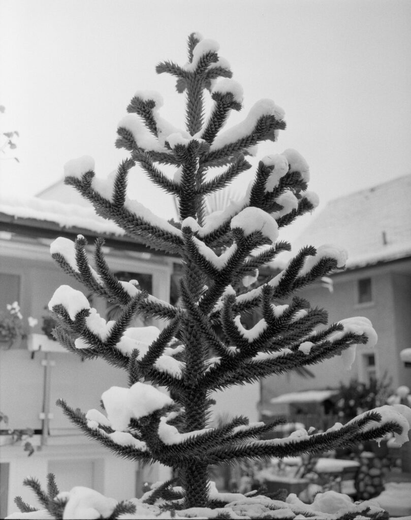 snow covered tree of my Italian neighbour which he brought from his home Sicily