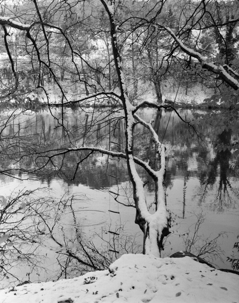 Fallen tree at the river