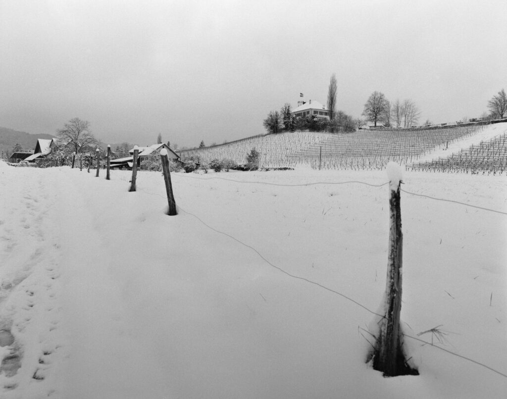 snowy landscape and wineyard