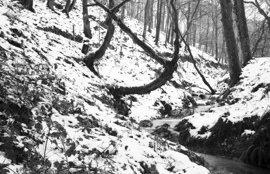 A photo of a woodland snow scene.