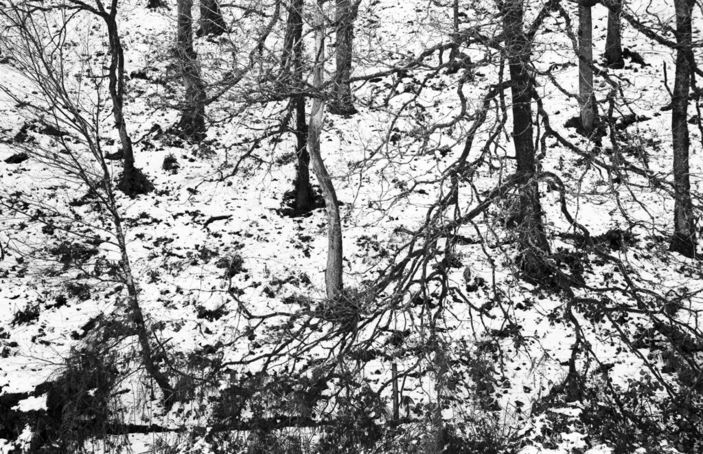 A photo of a woodland snow scene.