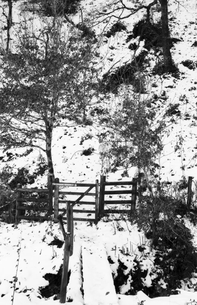 A photo of a woodland snow scene.