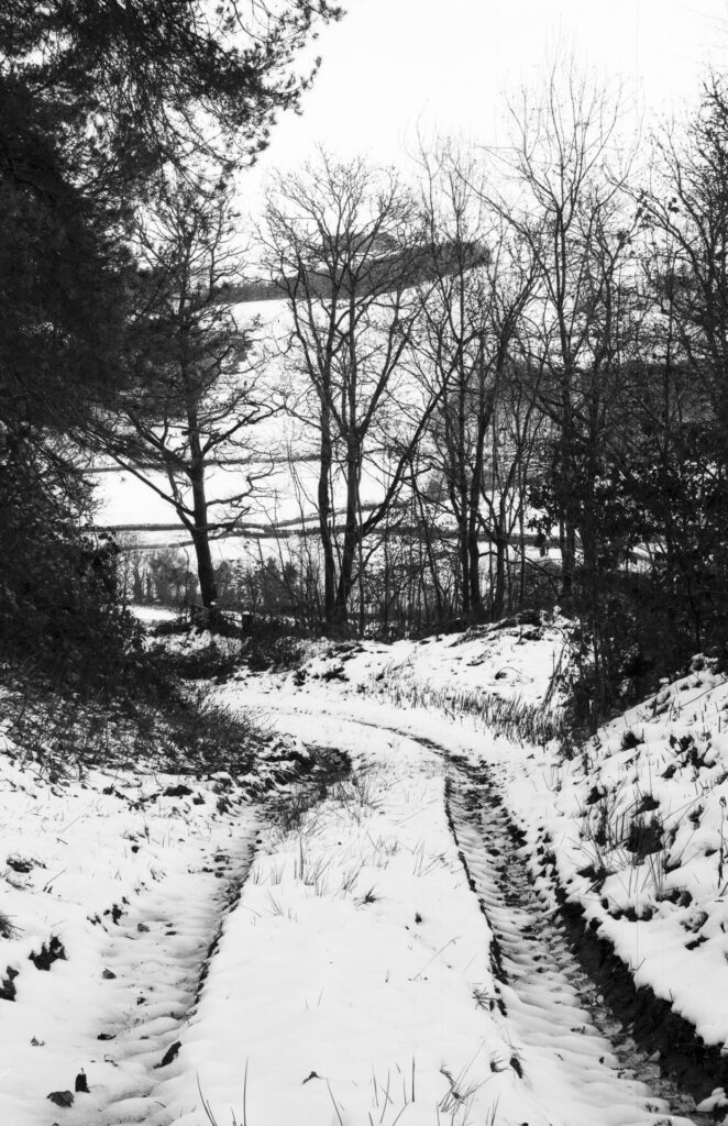 A photo of a woodland snow scene.