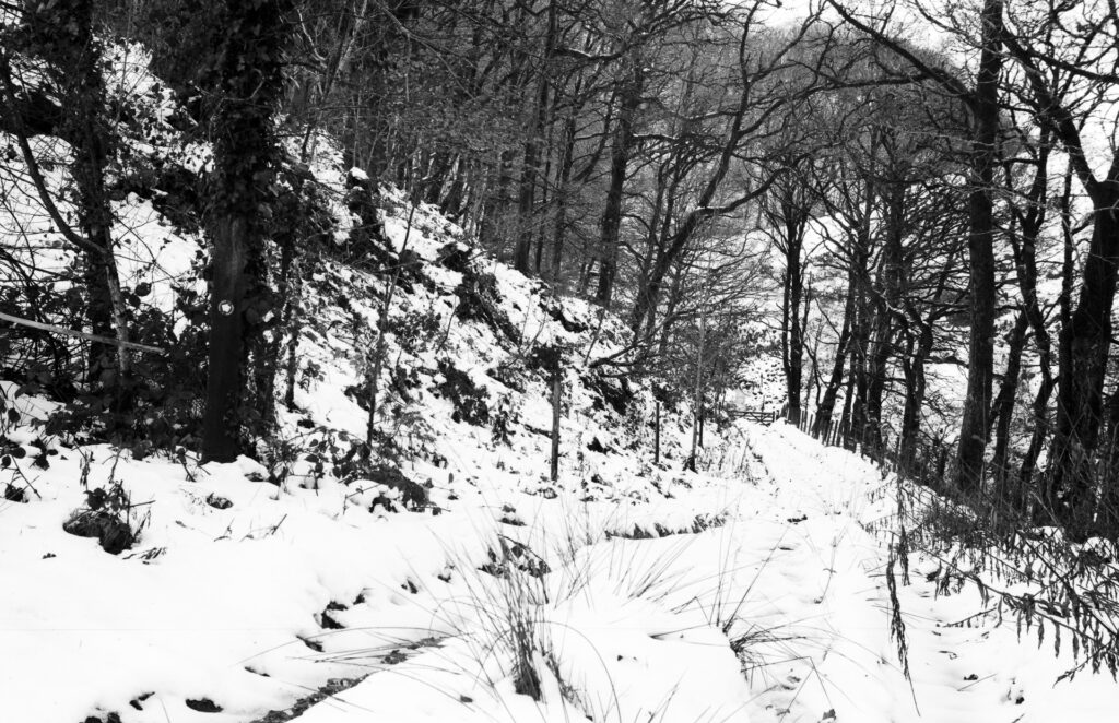 A photo of a woodland snow scene.