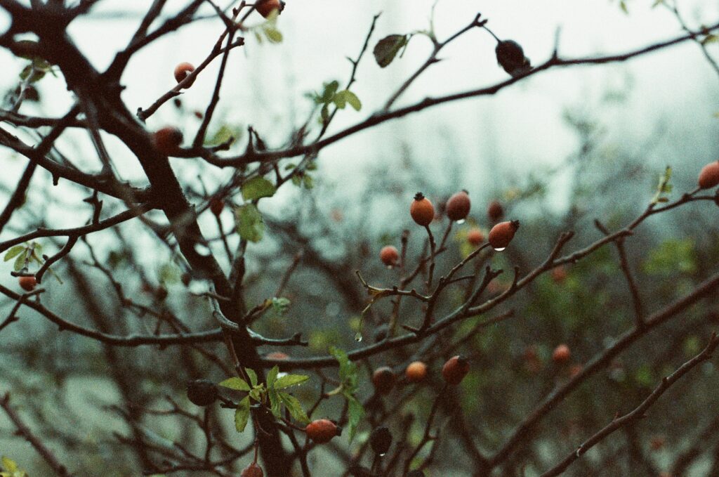 tree on Nikon F100 Nikkor 50mm f1.8g Orwo Wolfen NC500