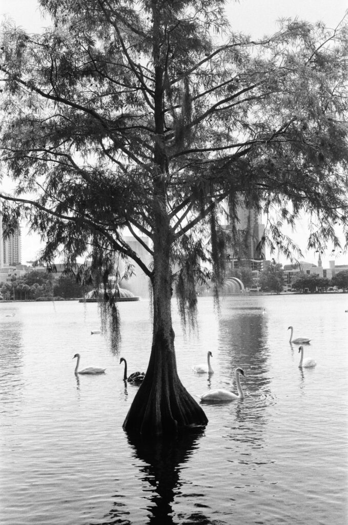 Tree with swans at Lake Eola in downtown Orlando