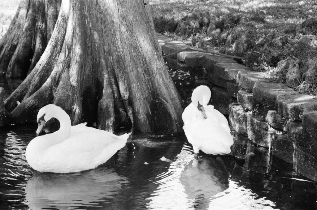 Swans by the shore at Lake Eola in downtown Orlando