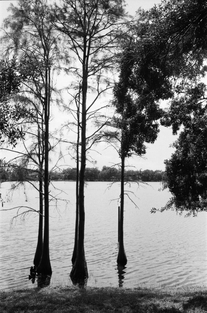 Trees growing out of Lake Davis near downtown Orlando