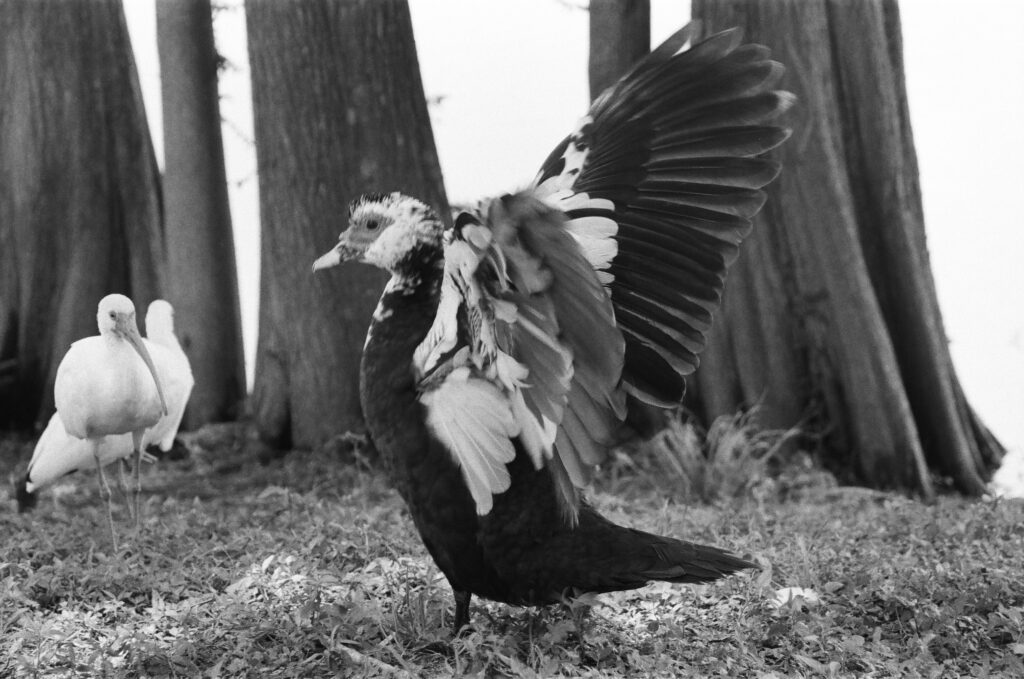 Muscovy duck flapping wings