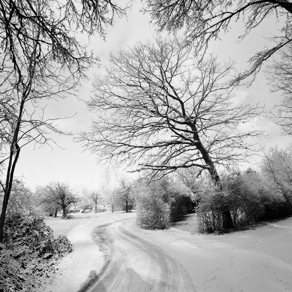 Trees in a snowy winter landscape