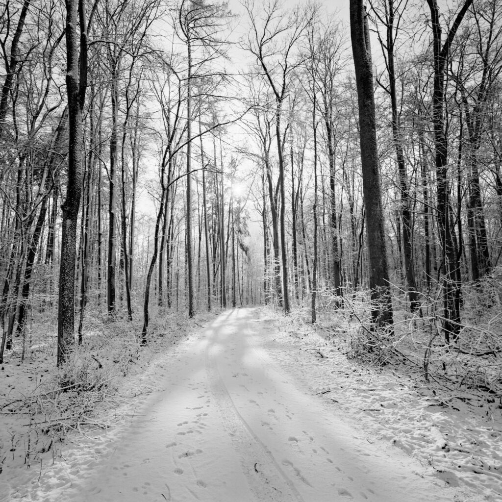 snowy forest track