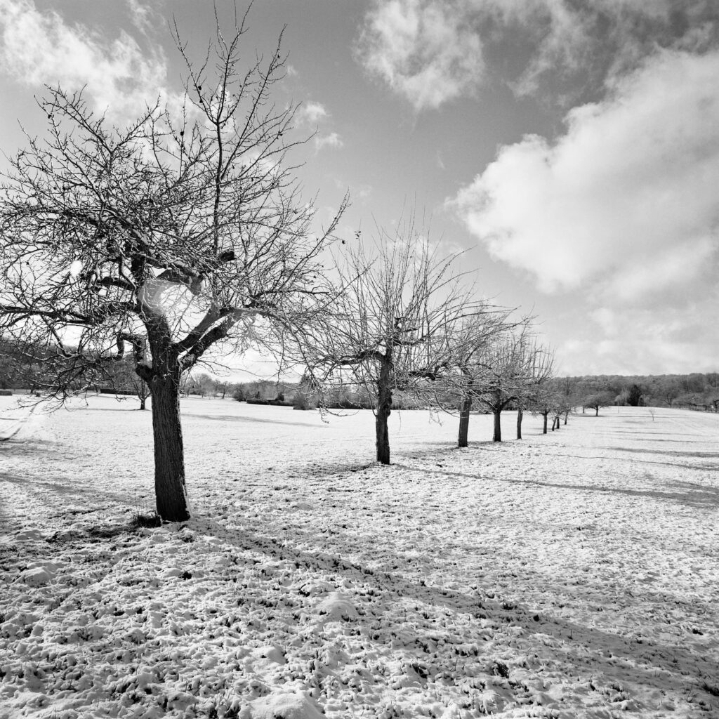 Fruit trees in a snowy landscape