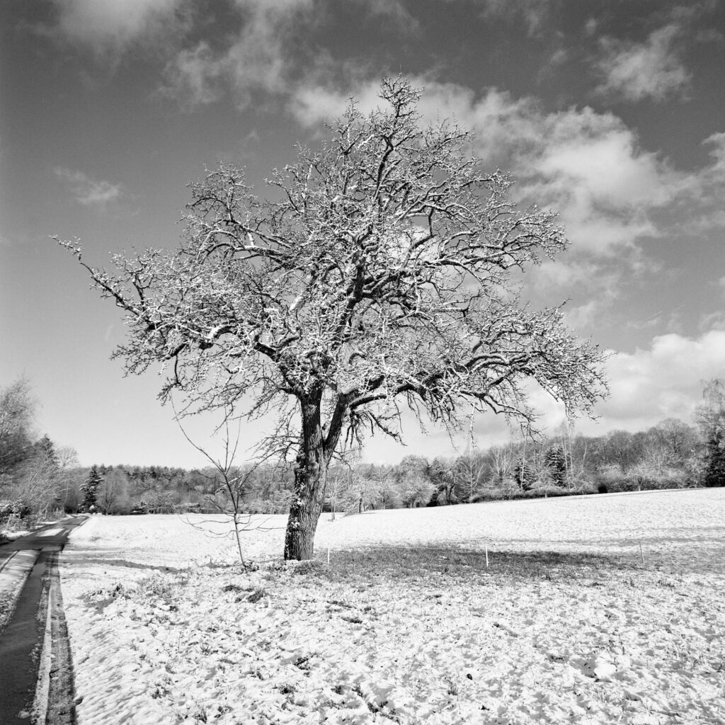 Deciduous tree in a snowy landscape