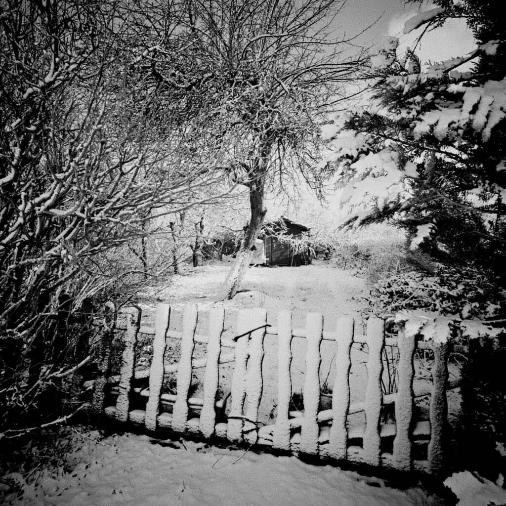 Snow-covered gate and trees in a winter landscape