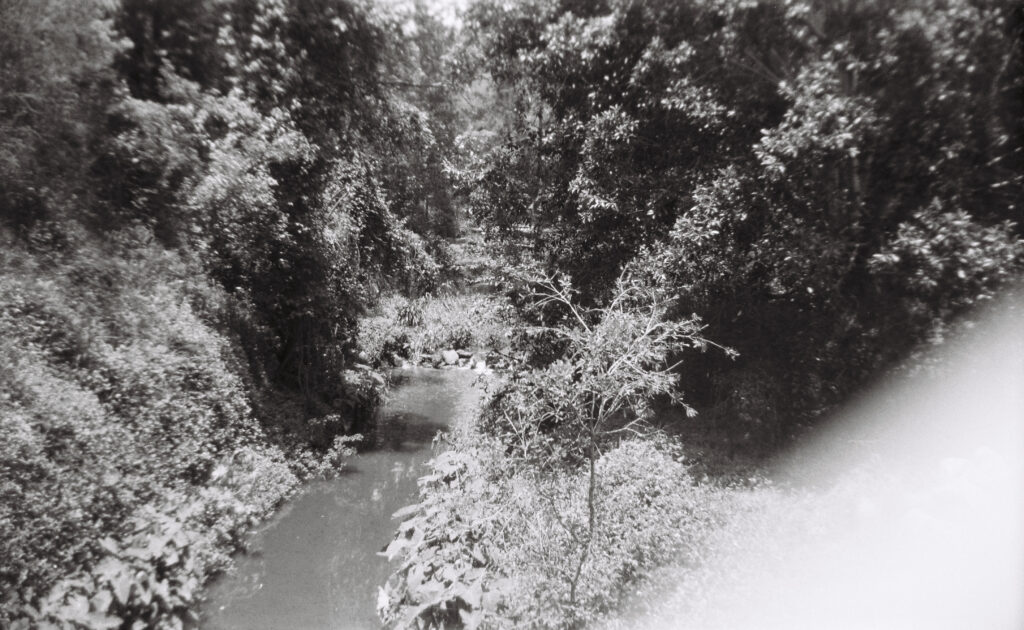 A creek with rich foliage